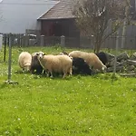 Debowy Apartamenty/pokoje * Debno (Nowy Targ)