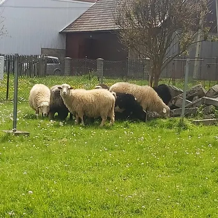 Debowy Apartamenty/pokoje * Debno (Nowy Targ)